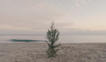 Presentazione “L’albero di Natale”